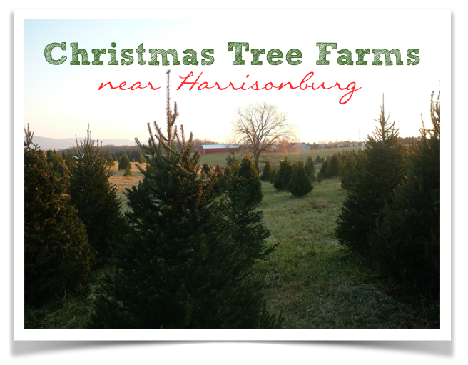 Christmas Tree Farms Near Harrisonburg