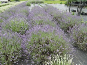 White Oak Lavender Farm