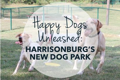 Happy dogs unleashed dog park