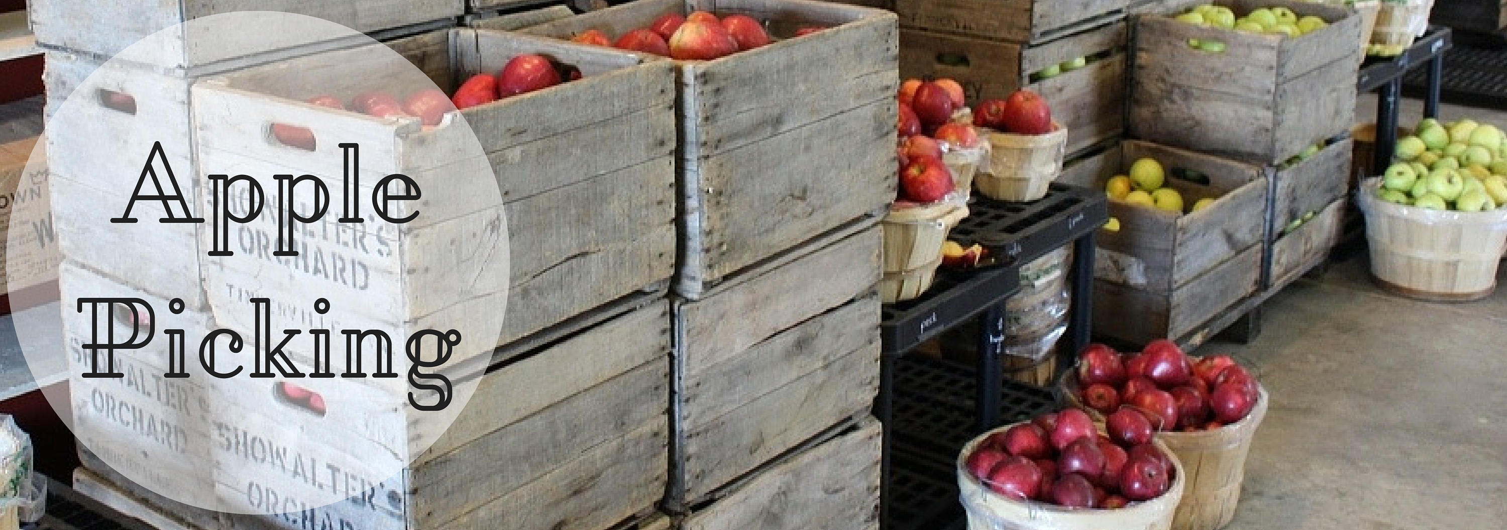 Apple Picking Apple Picking