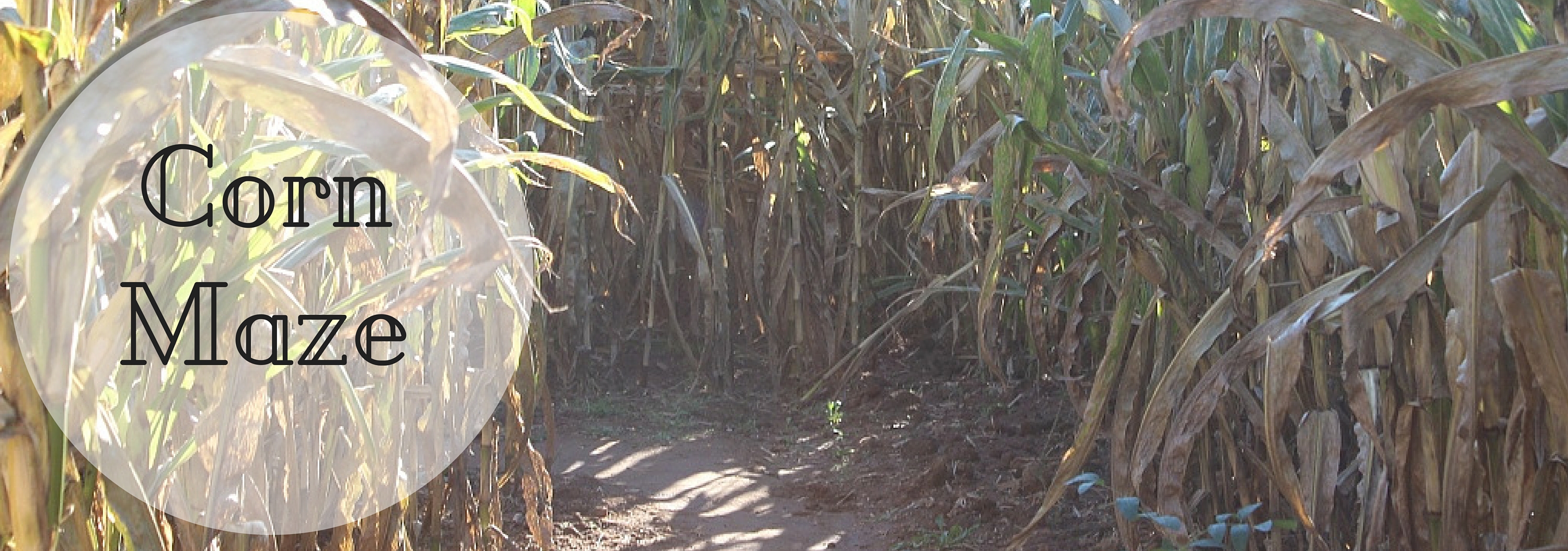 CornMaze CornMaze