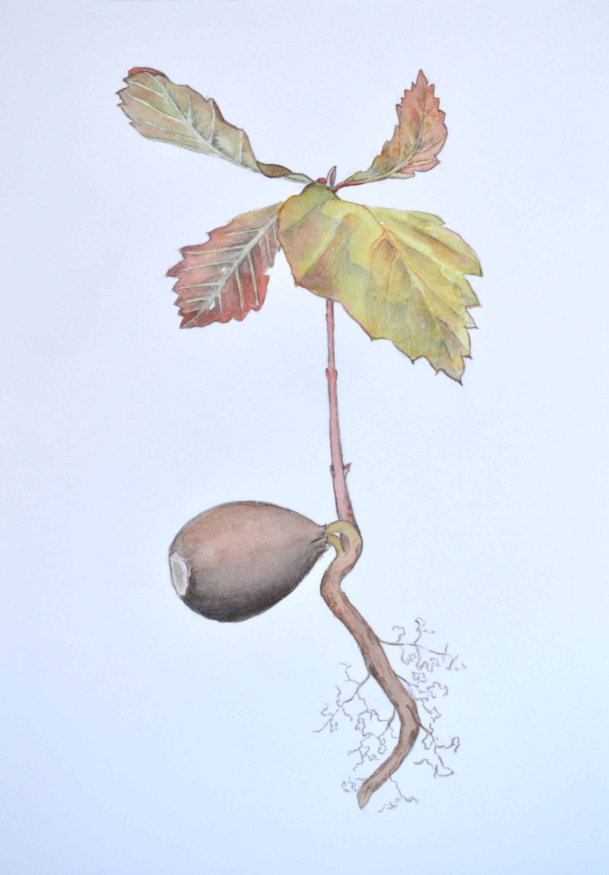 Hertzler - Red Oak Hertzler - Red Oak