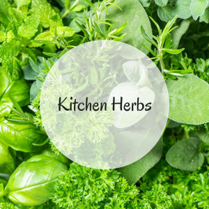 Kitchen Herbs Kitchen Herbs